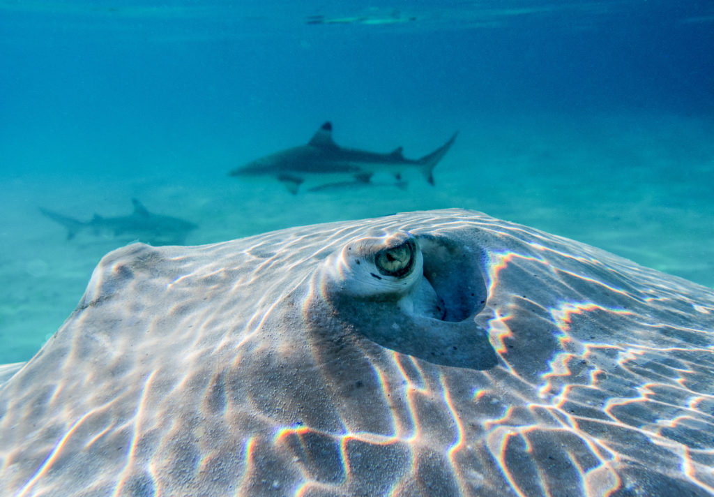 Moorea, Franz. Polynesien
