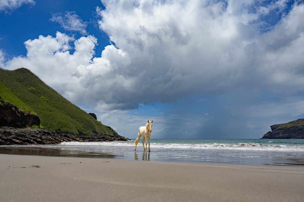 white horse at the beach